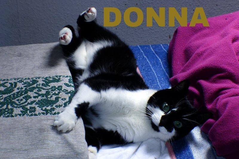 Donna1.16