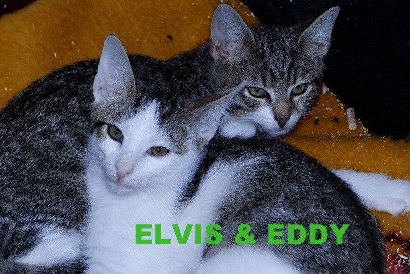 Elvis&Eddy1.16