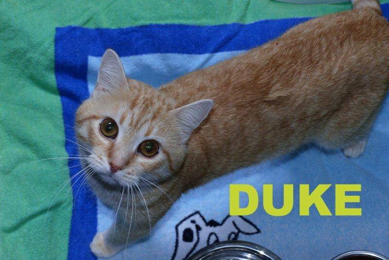Duke1.16