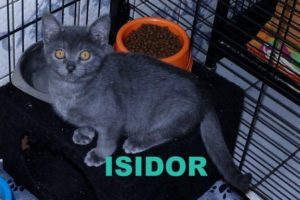 Isidor1.16