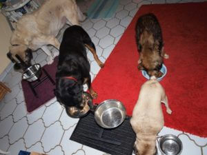 Auf dem ersten Bild ist die Fütterung unserer Hundebande festgehalten... Naza, Lucky, Mopsdame Funny und "Senfhund" Mattis.